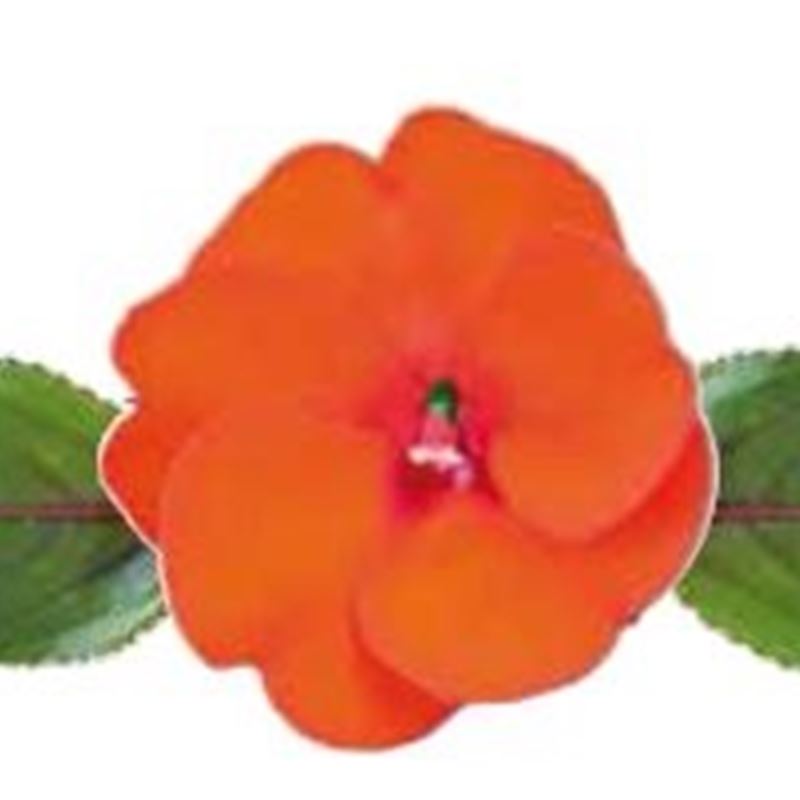 Electric Orange® Compact